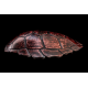 Tinbe (sea turtle shell simulation) red Tinbe (sea turtle shell simulation) red